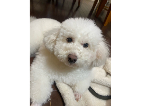 モデル犬卒業後、里親さん宅での様子♪～もんちゃん～